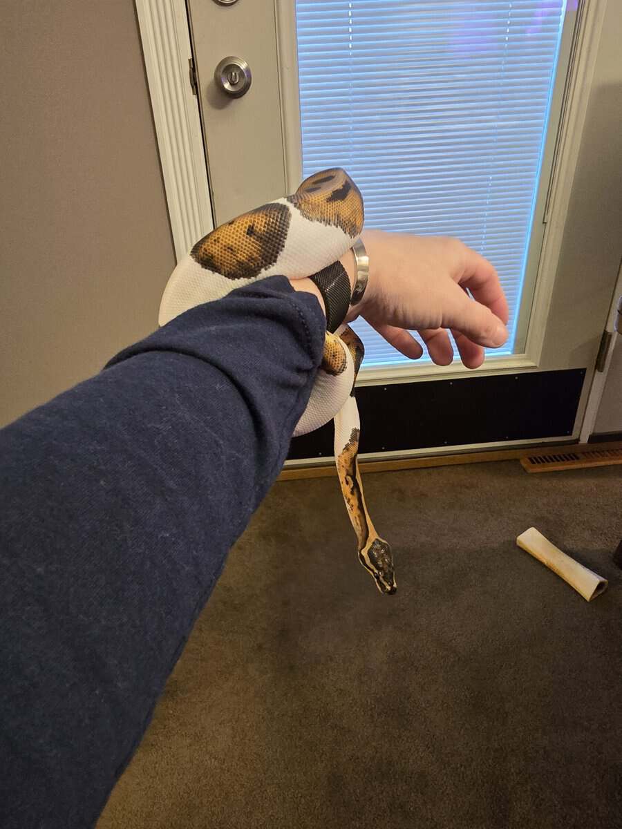 3 Year Old Ball Python image 1