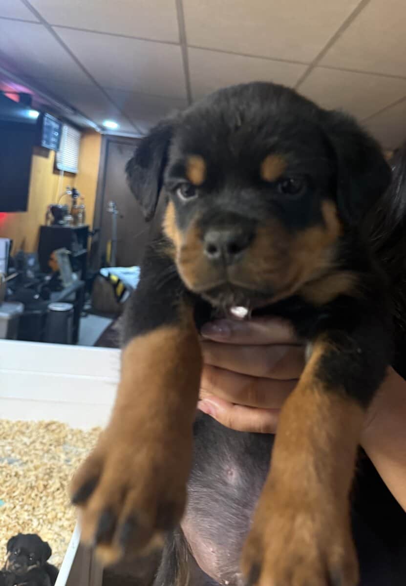Rottweiler puppy for sale image 1