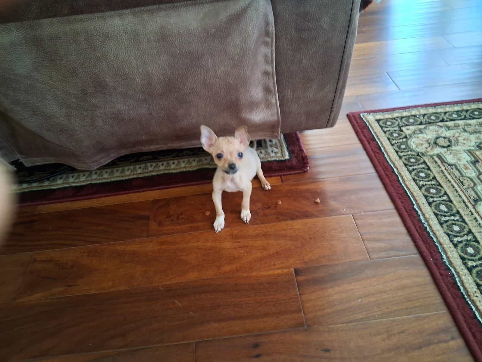 Beautiful Christmas Present 5 mo old chihuahua image 4