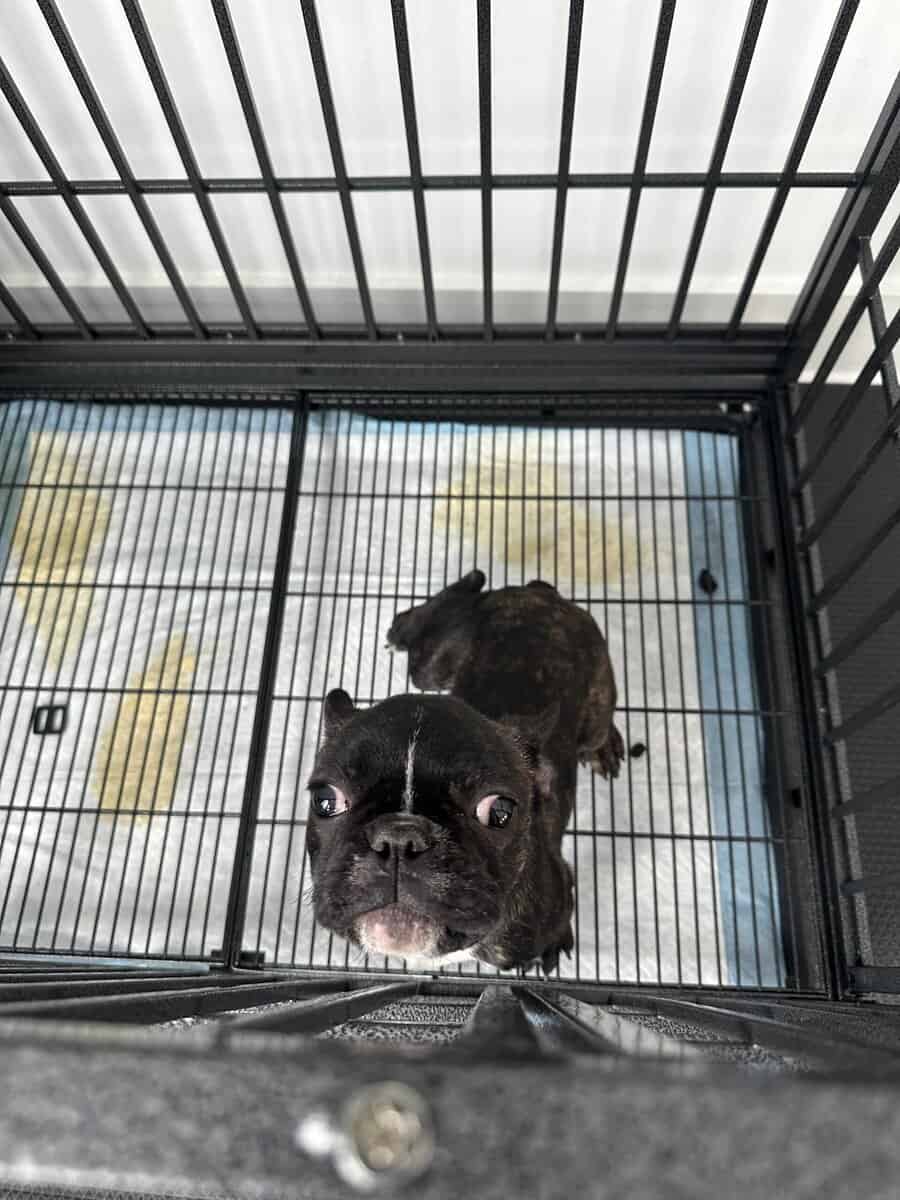 french bulldog image 1