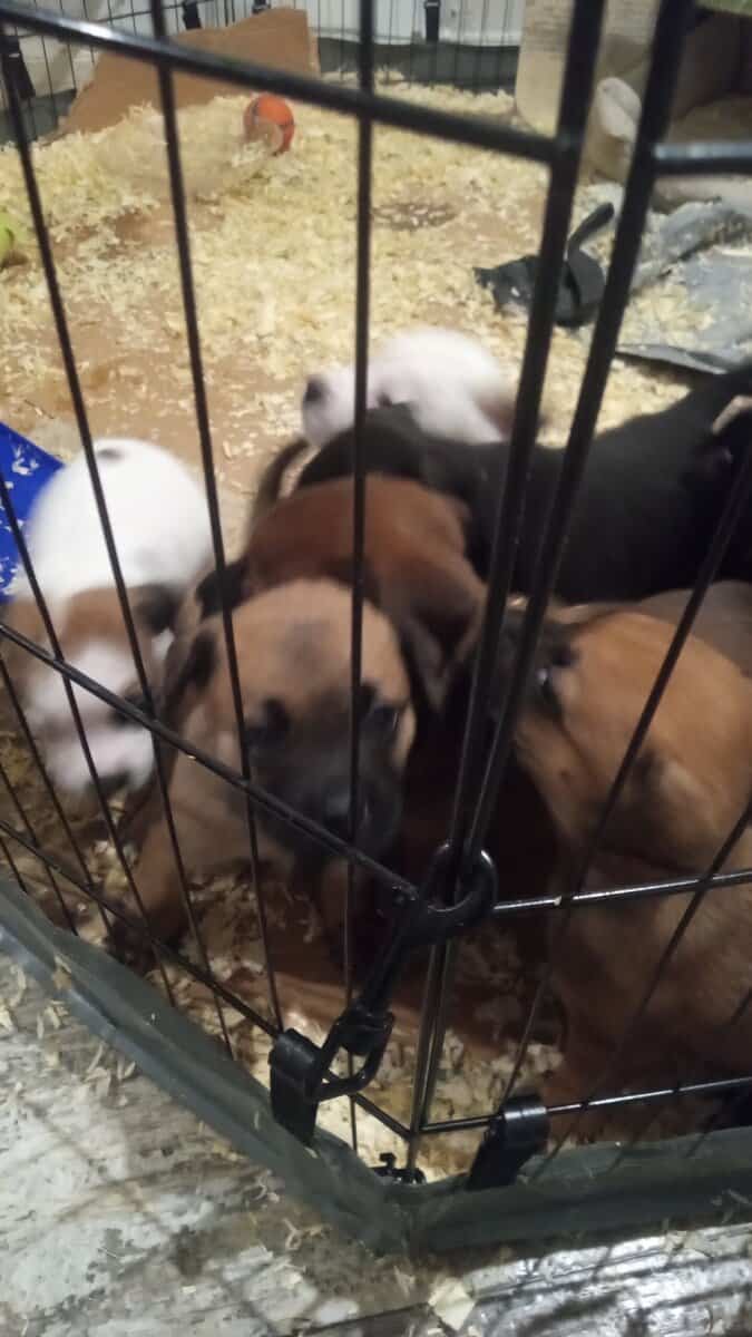 Cane Corso/ pug mix puppies image 4