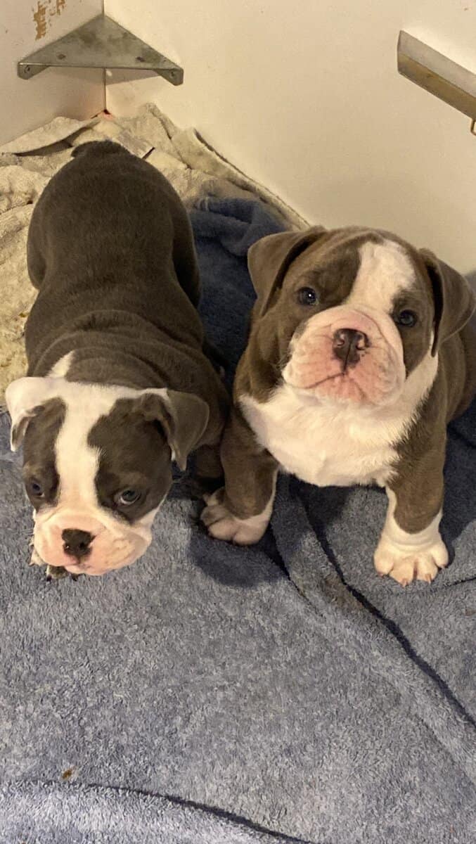 Old English Bulldog image 3