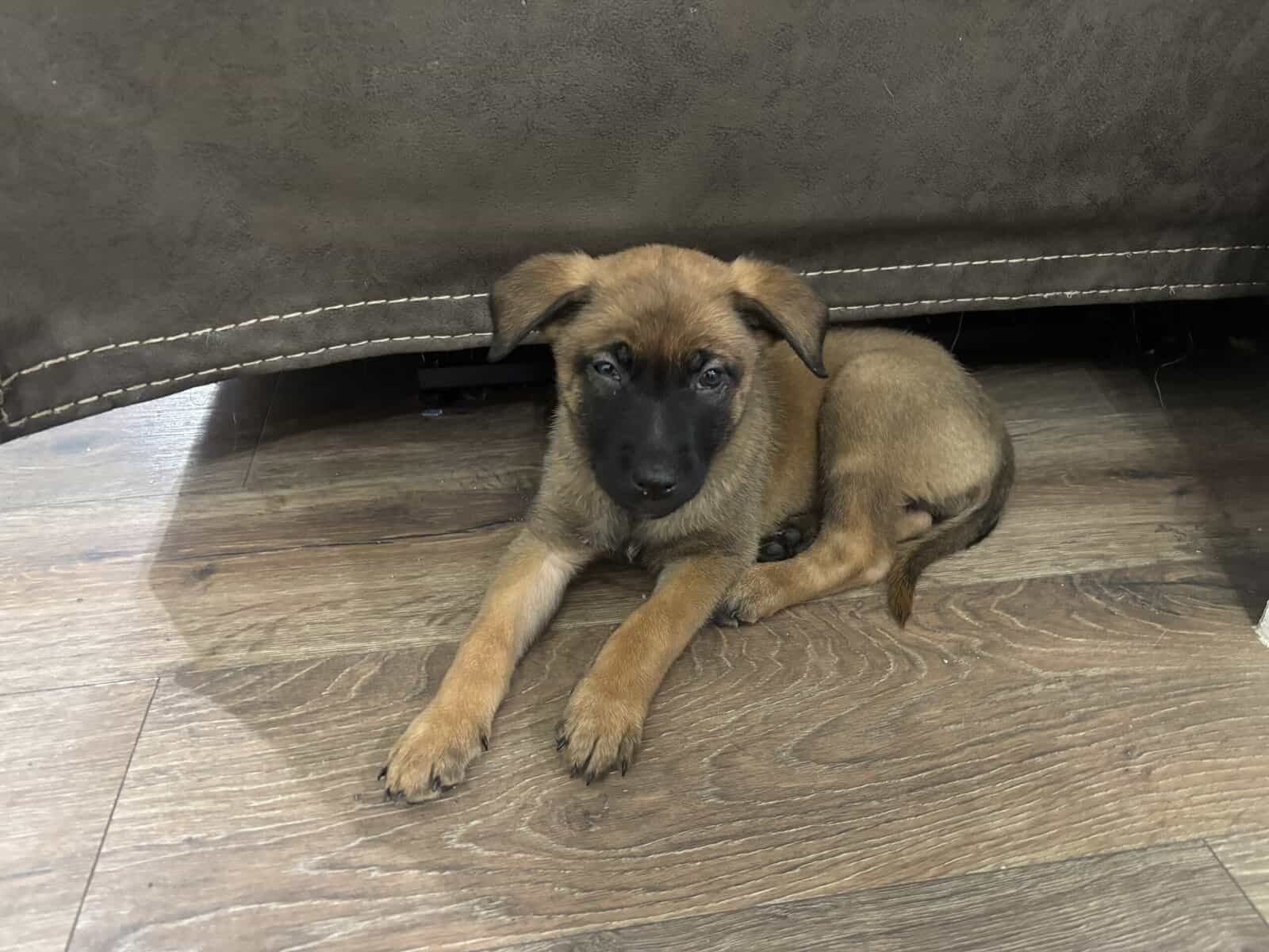 4 Belgian Malinois Puppies for Sale image 5