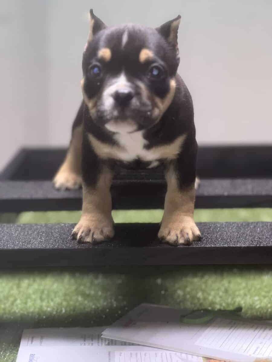 5 month old black tri pocket female image 11