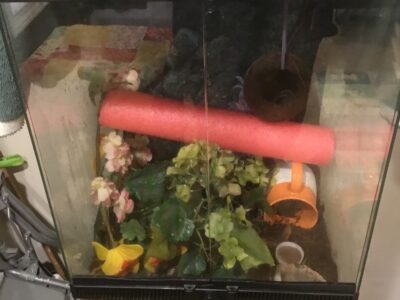 Male & female Crested Geckos with tanks & decor