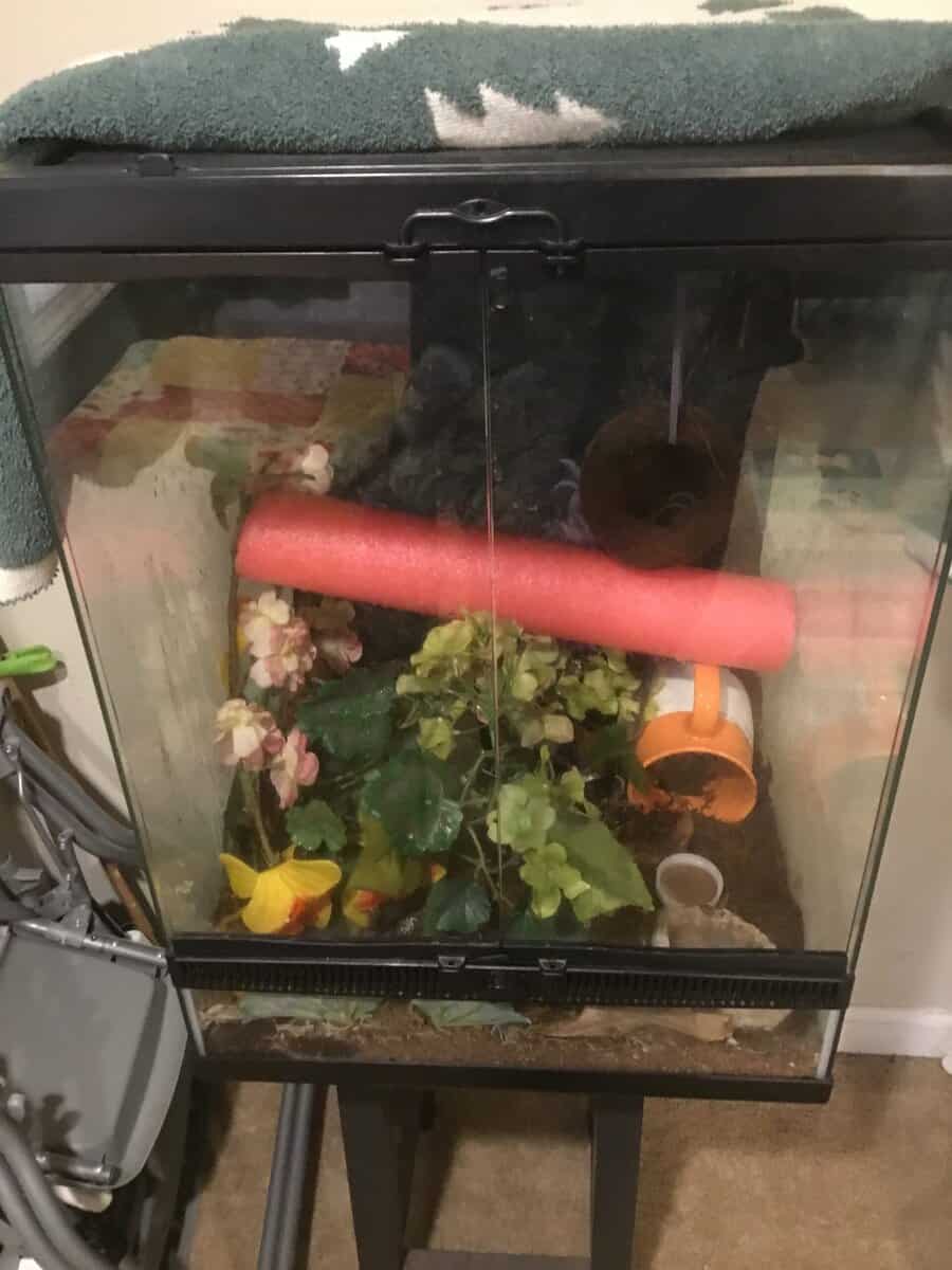 Male & female Crested Geckos with tanks & decor image 1