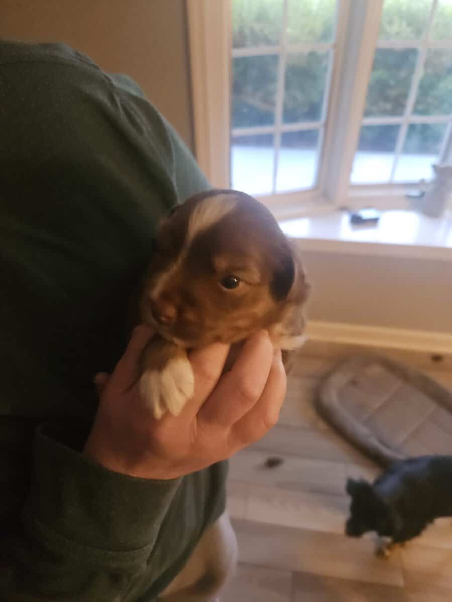 2 Australian shepherd puppies image 18