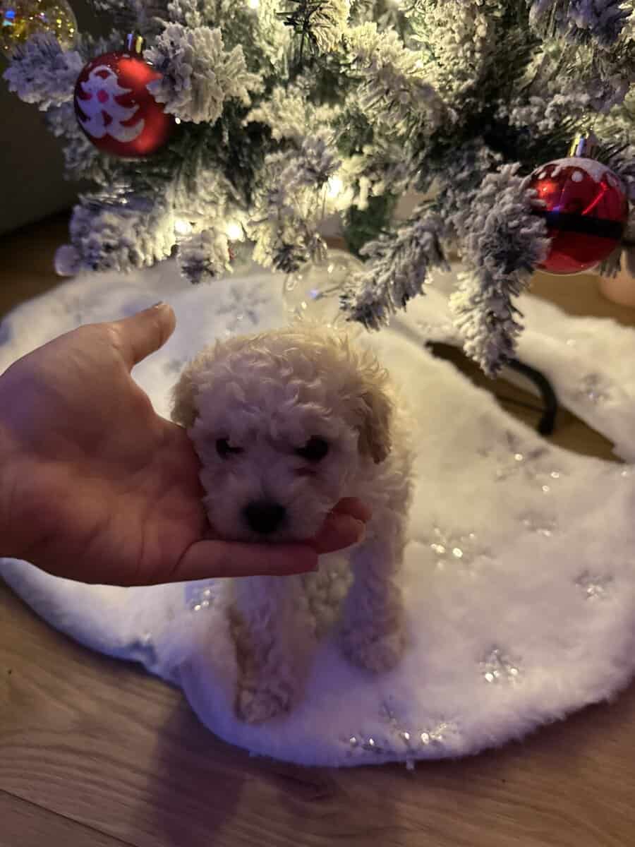 Pure Maltipoo Puppy for sale image 4