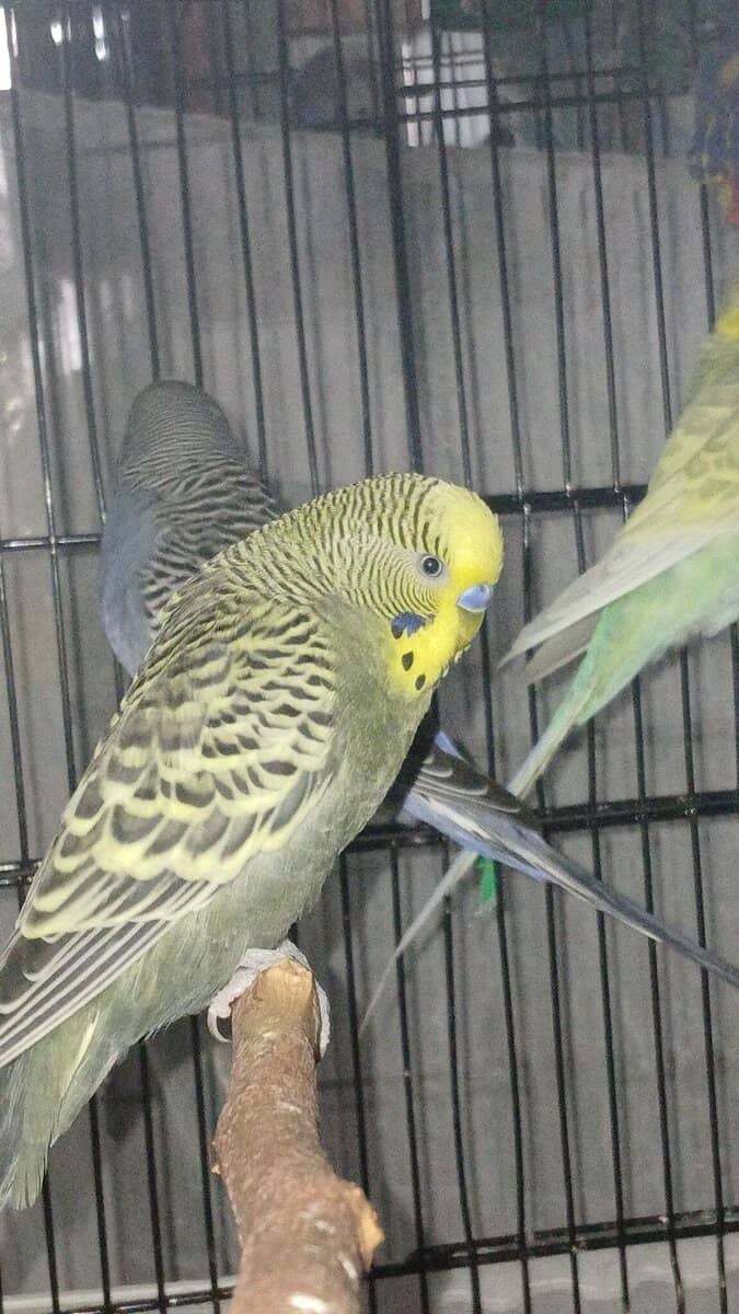 Sprite - Grey green budgie image 2