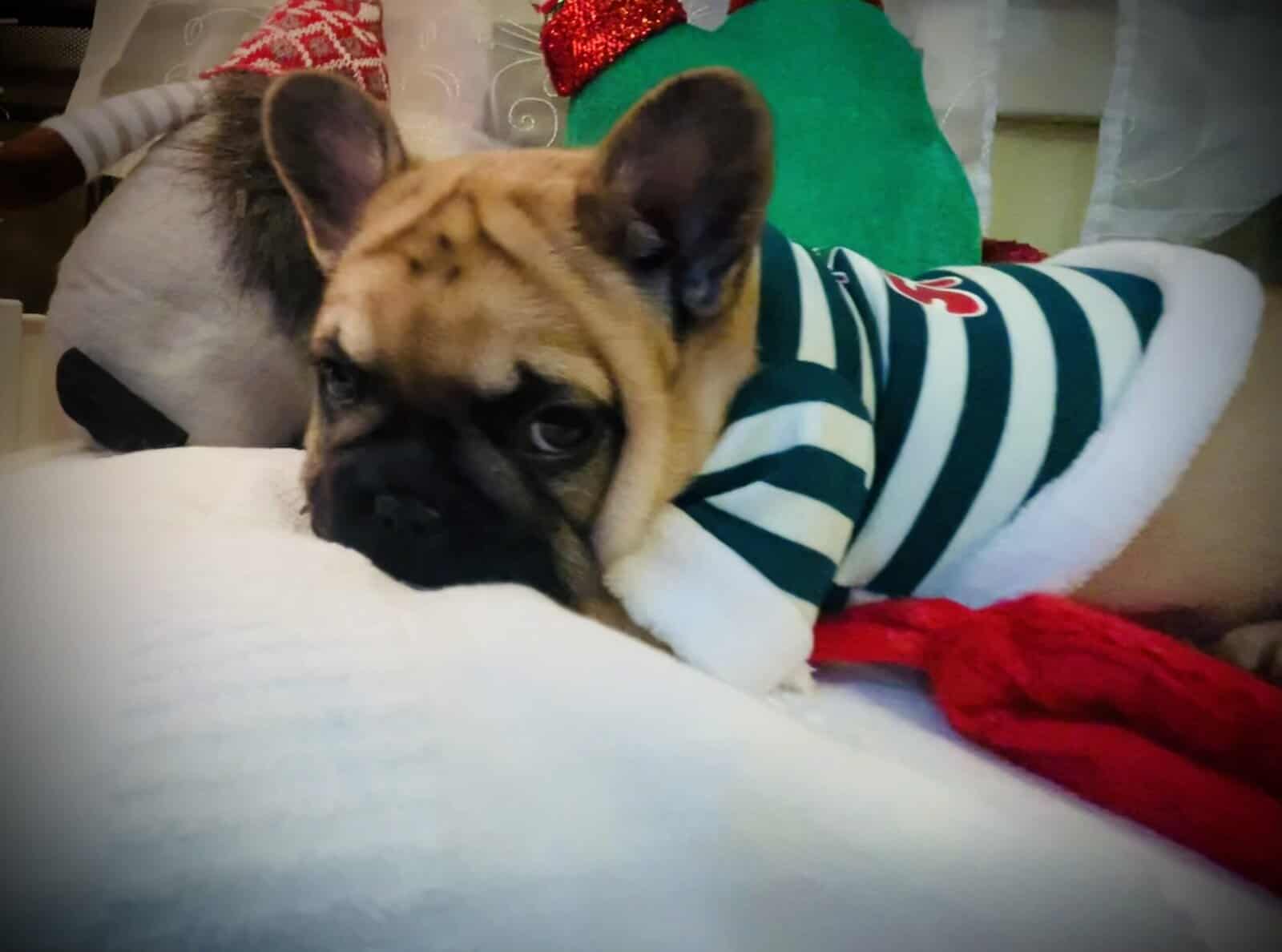 French bull dog image 6