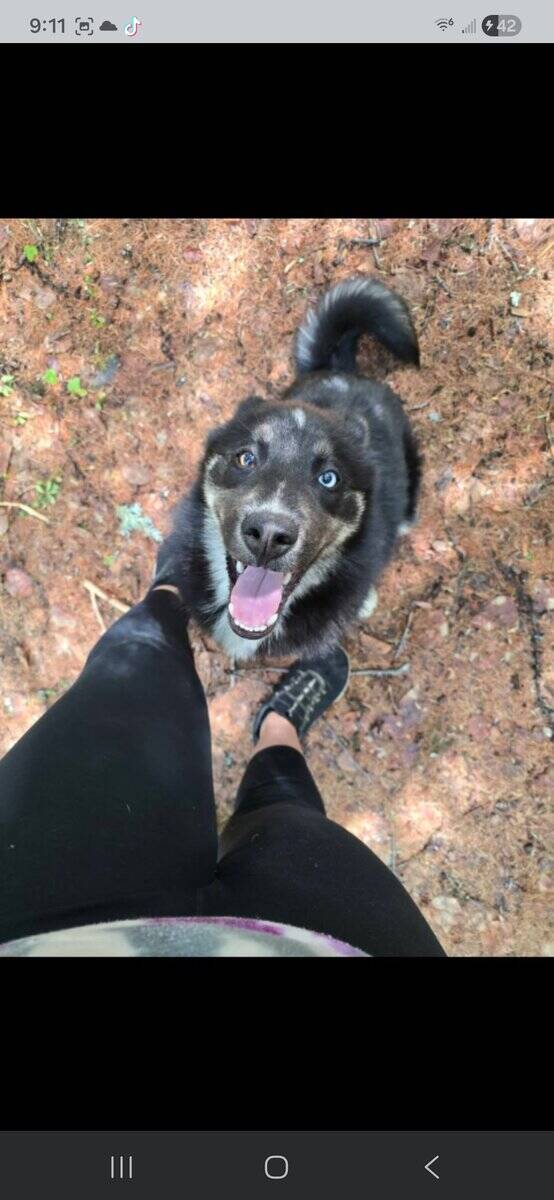 Male Pomsky image 3