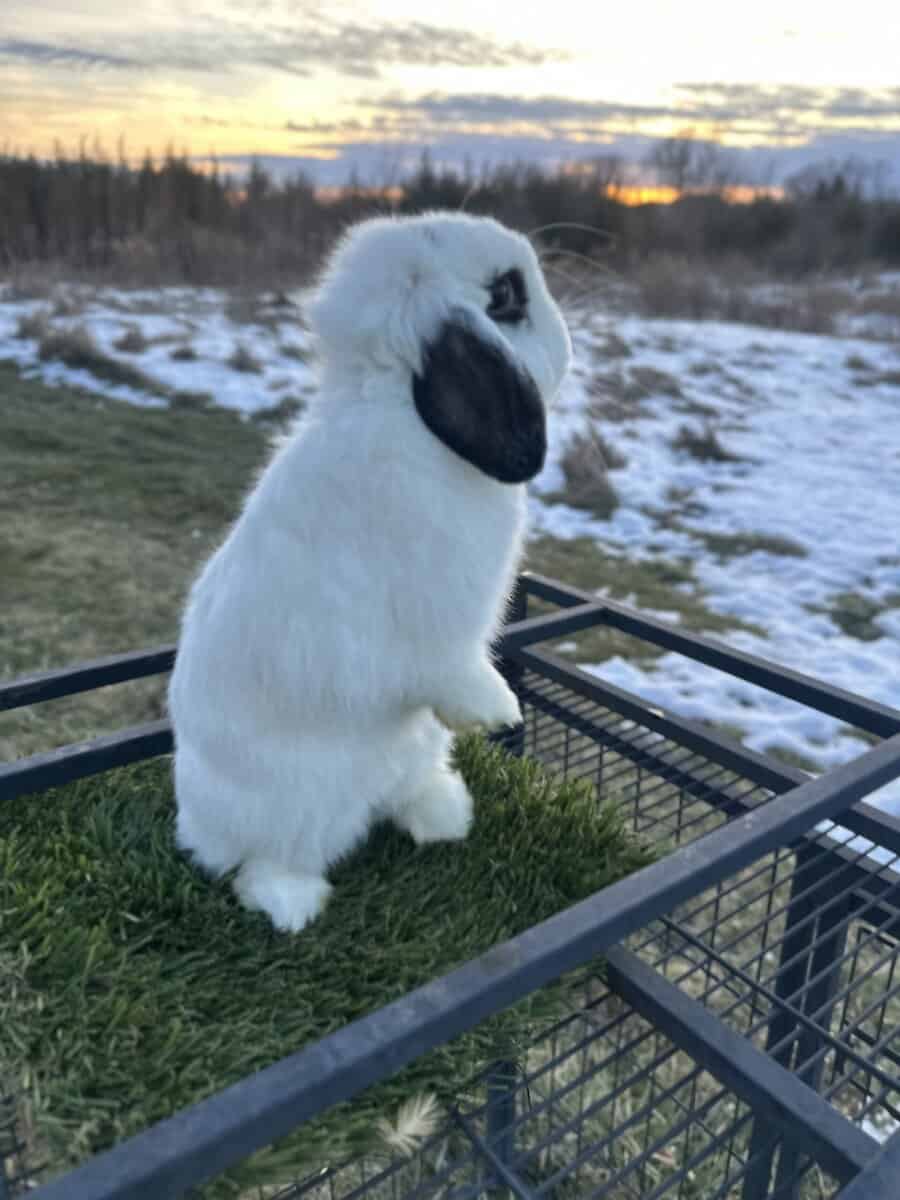 Holland lop does image 2