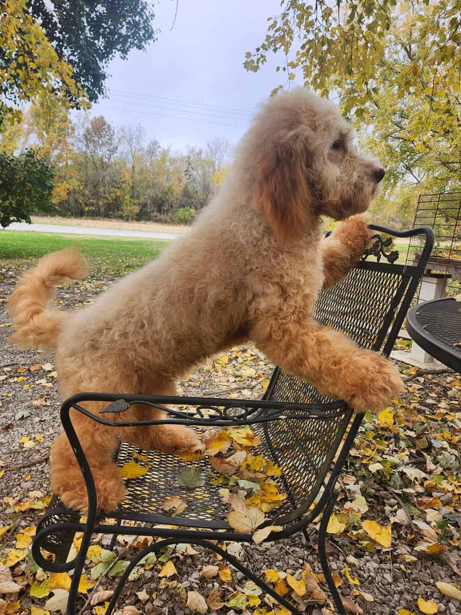 10 month Doodle image 2