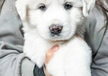 CHRISTMAS PUPPIES ready weekend before Christma🎄