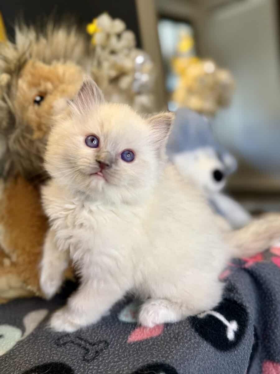 Blue Point Ragdoll Kittens image 3