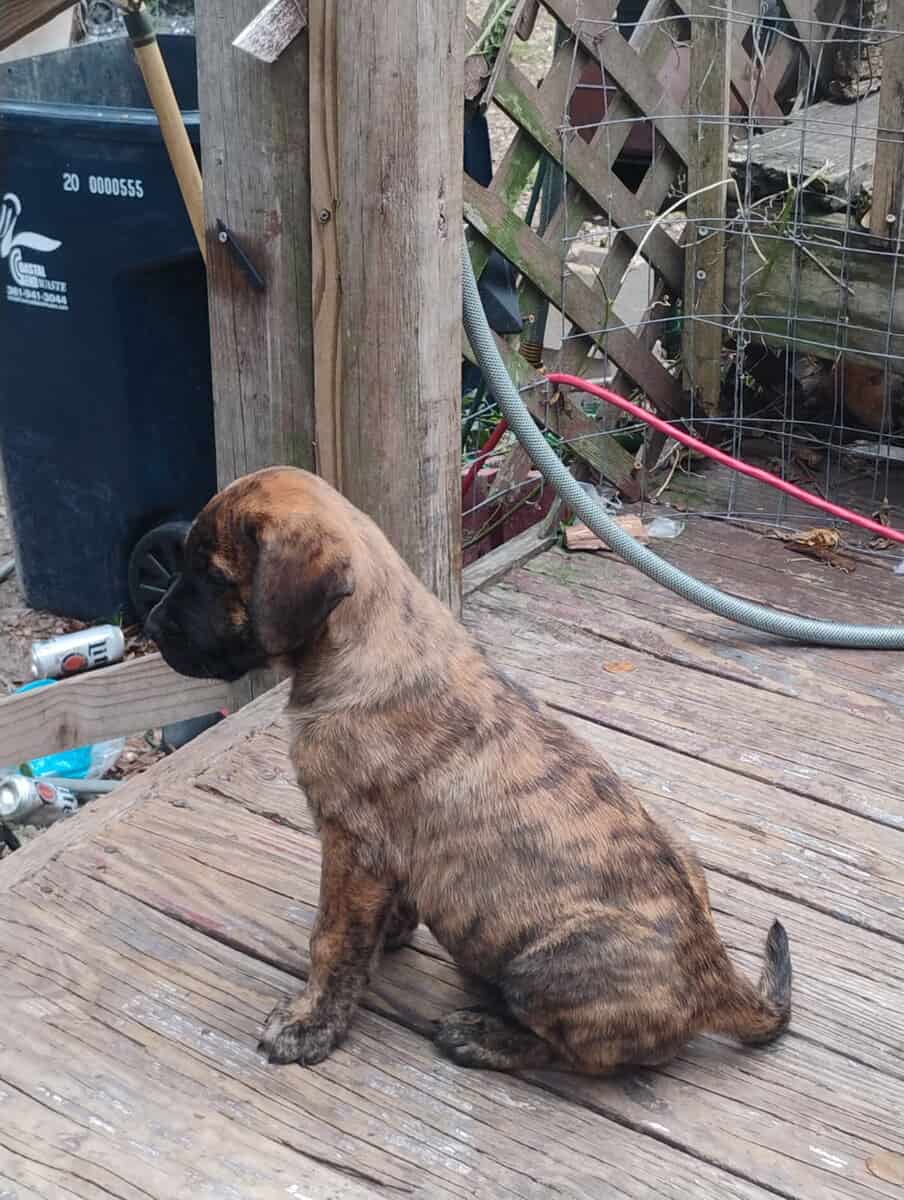 Free bull mastiff golden retriever mix puppies image 6