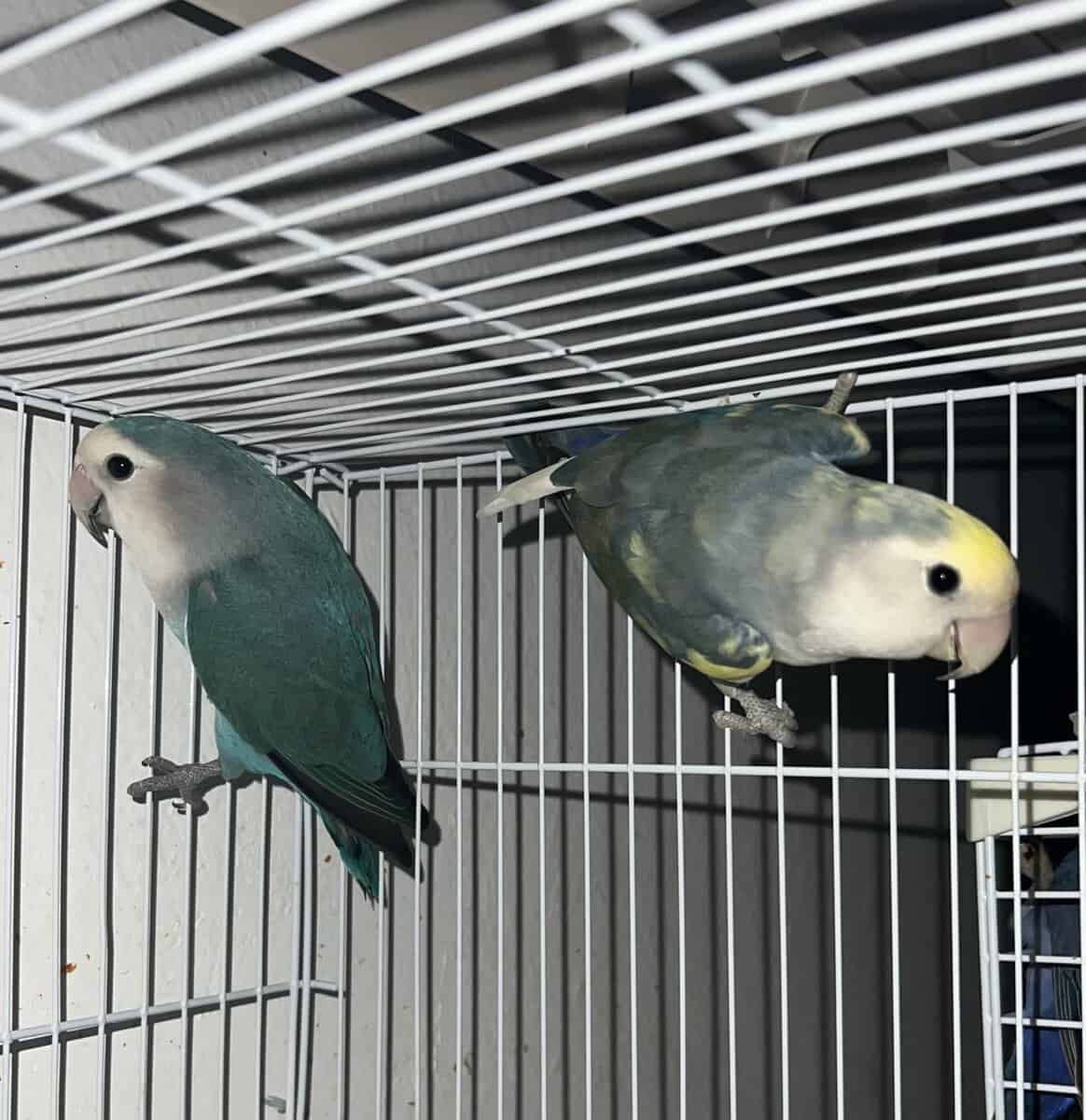 Young Lovebirds image 1