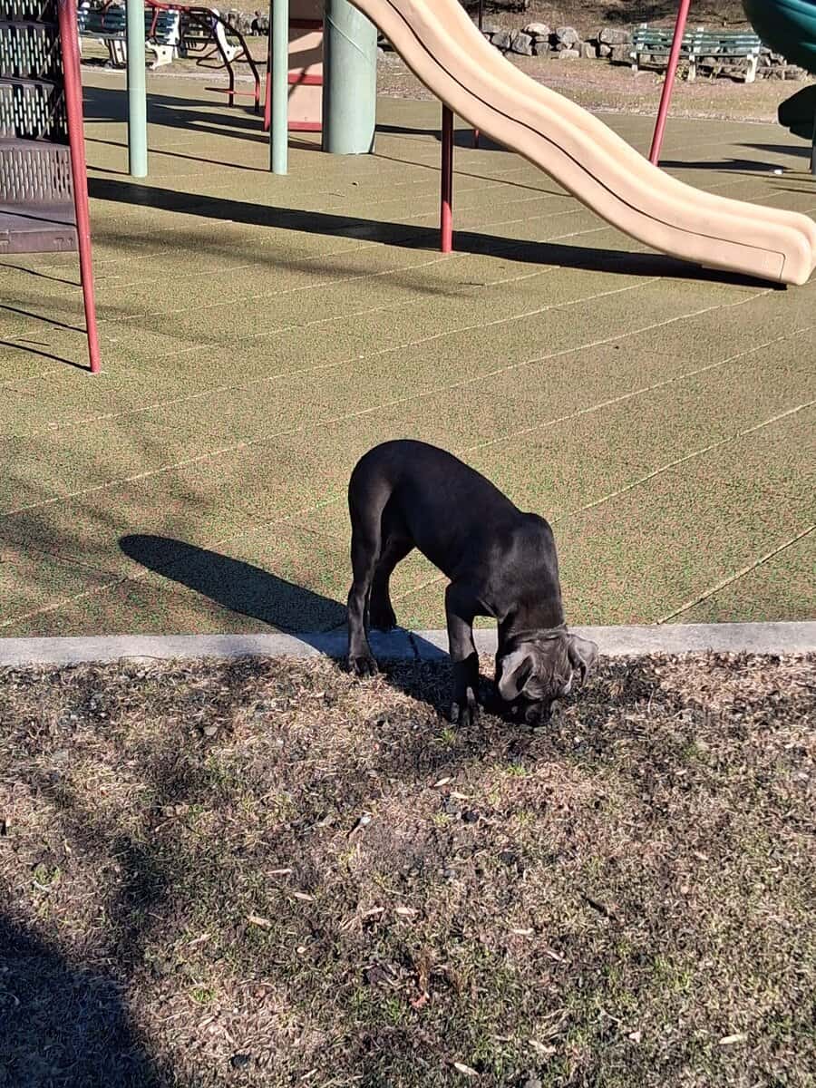 Beautiful Female Cane Corso Puppy image 4