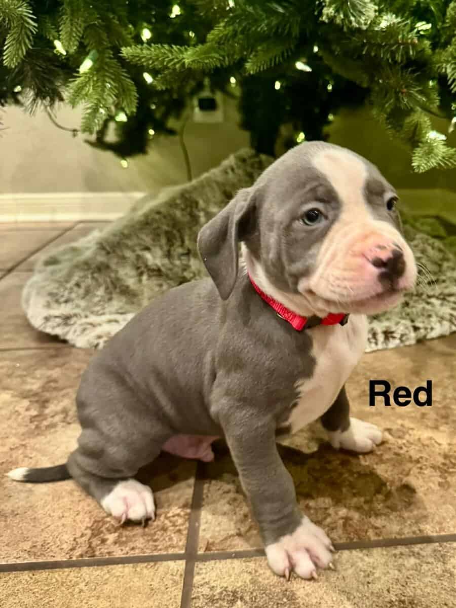 XL Bully puppies. image 1