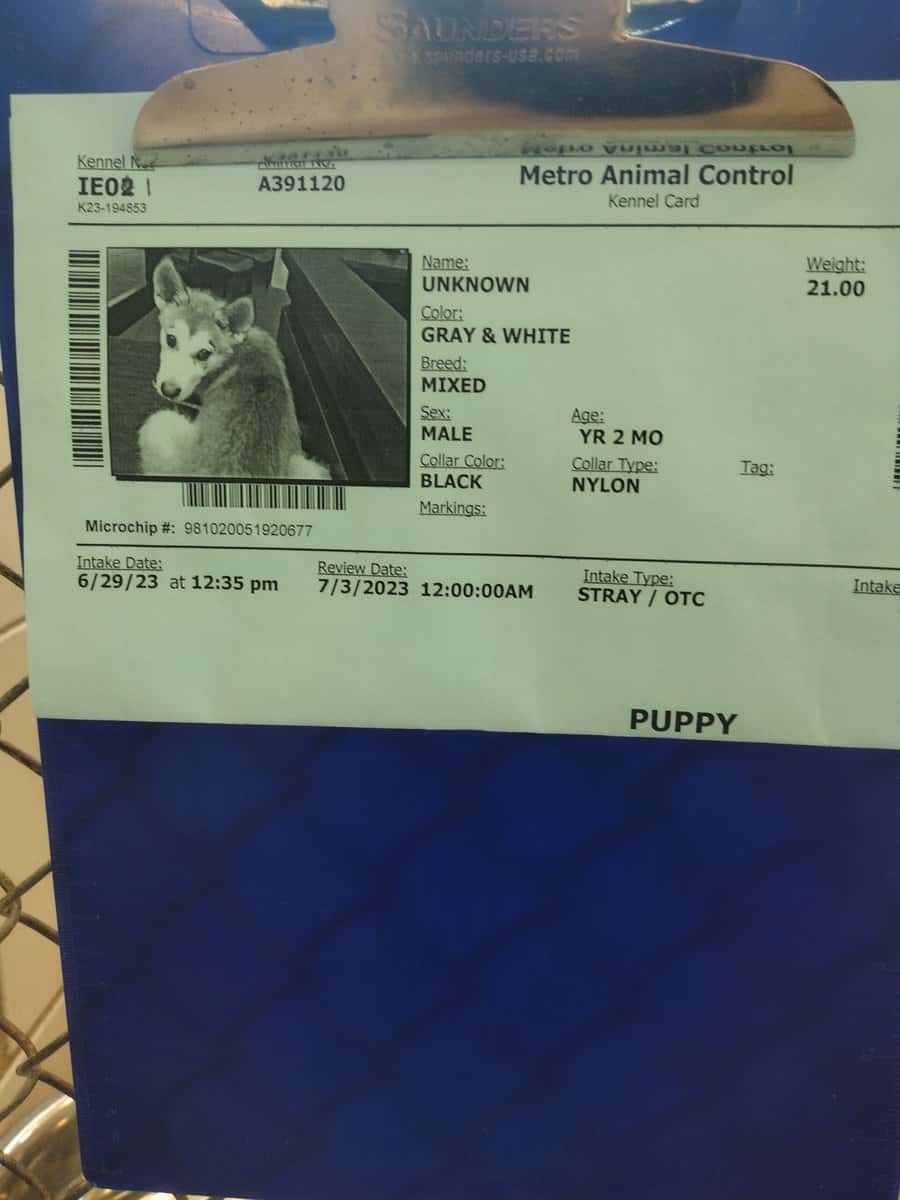 Free fixed Male German shepherd hepherd husky mix image 1