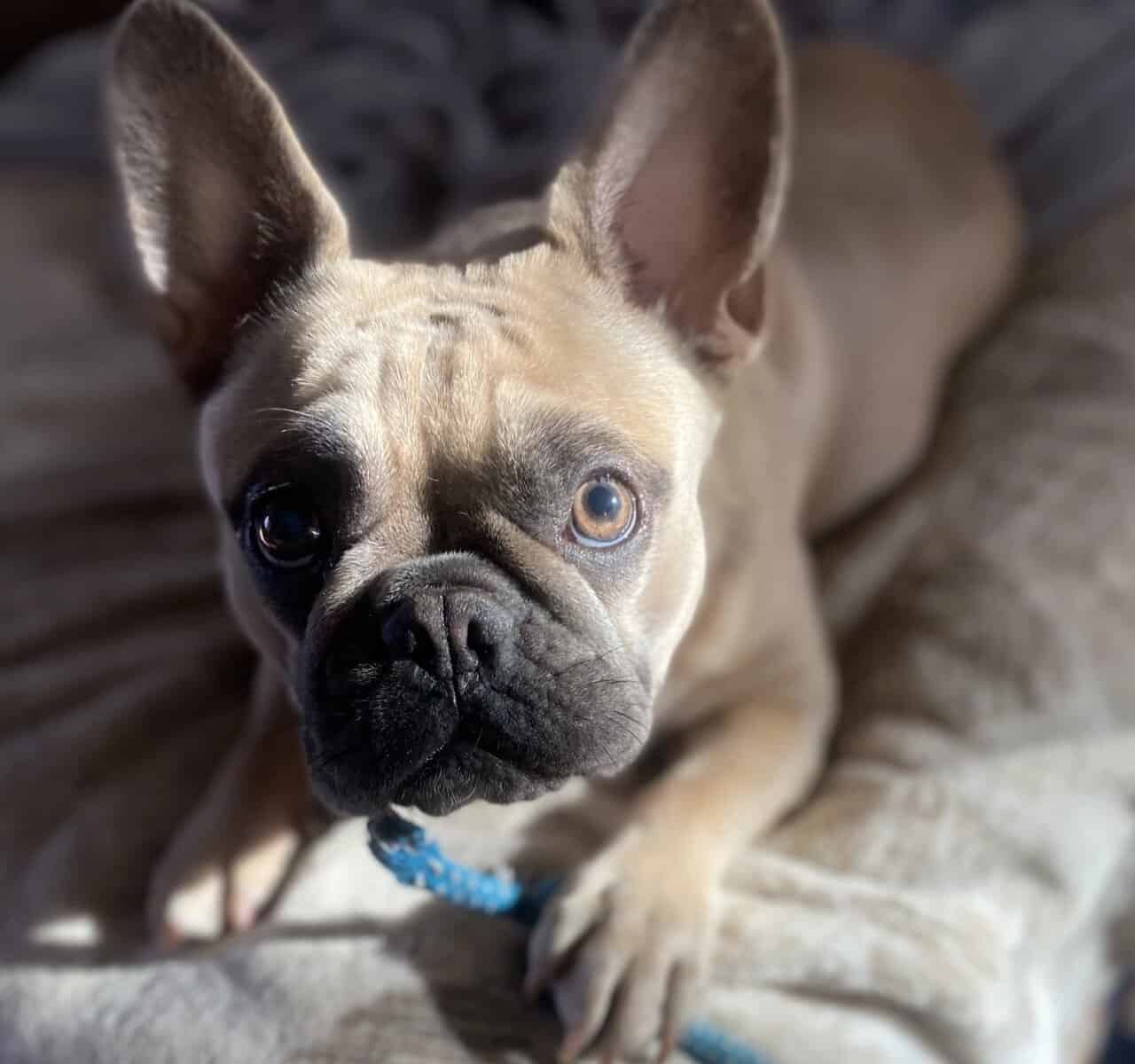 Fluffy frenchie puppies image 9