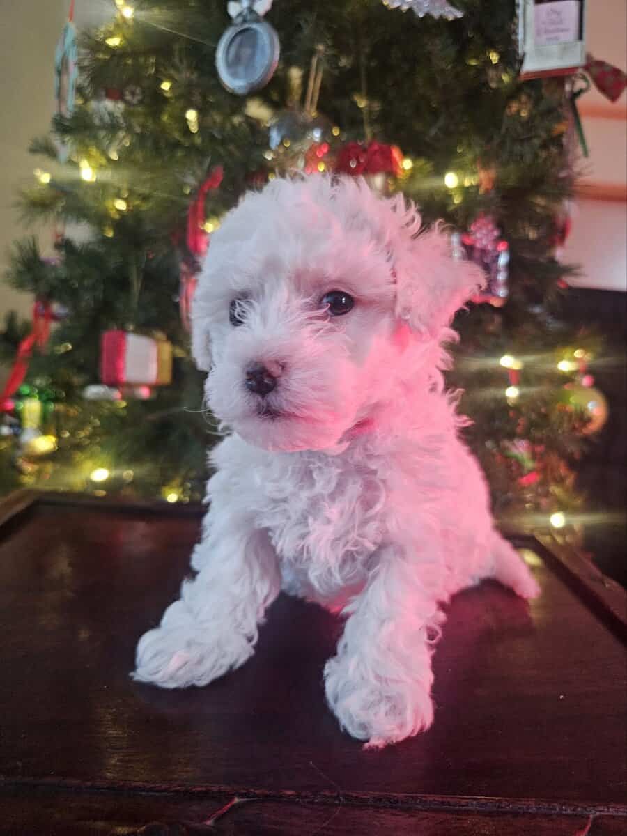 Bichon Maltipoo Puppies image 4