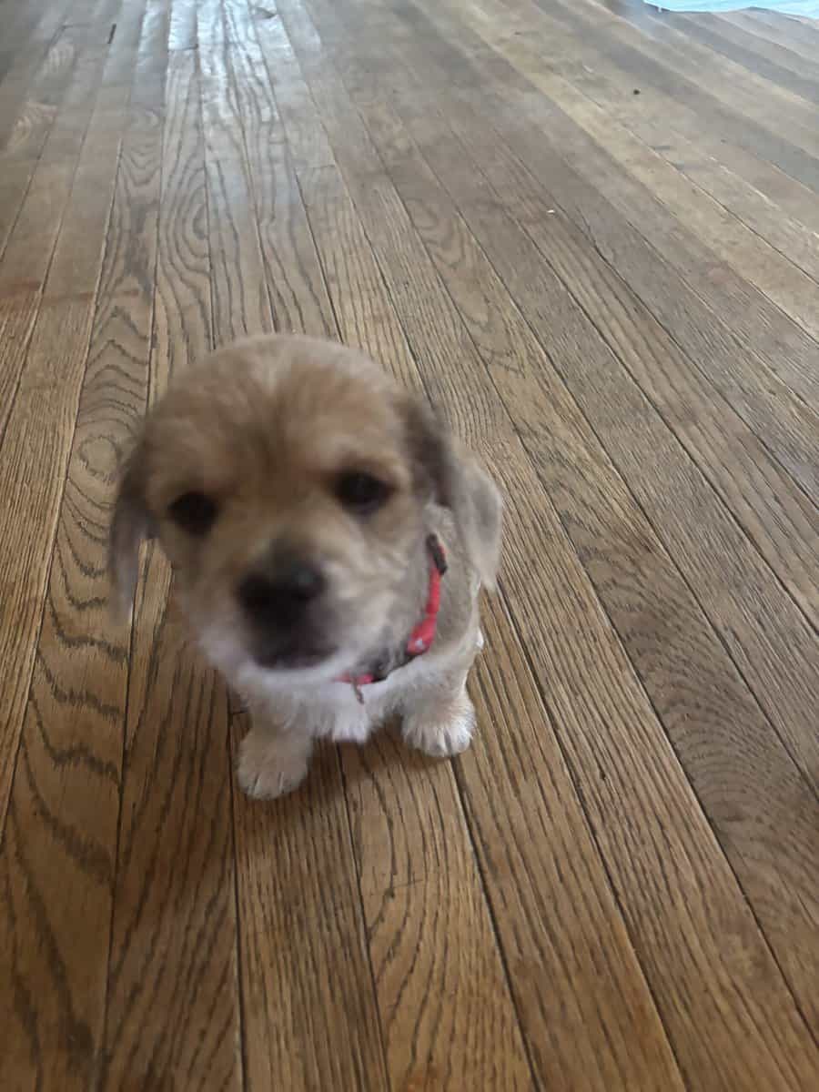 Puppies image 4