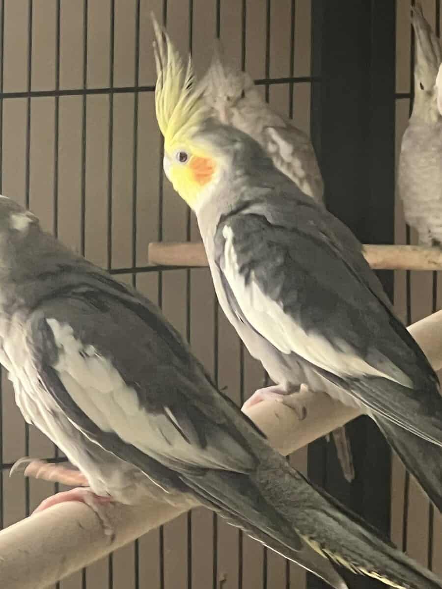 cockatiel image 4