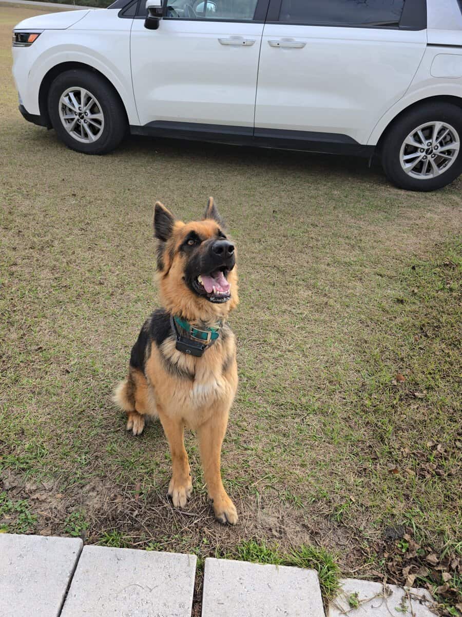 Athena-german shepard image 1