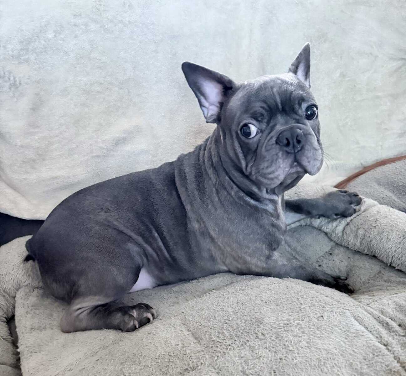 French Bulldog for sale “Oden” image 4