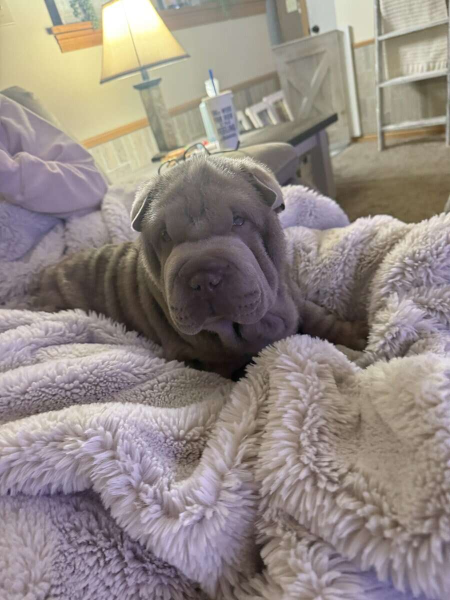 Chinese Shar Pei Pups image 10