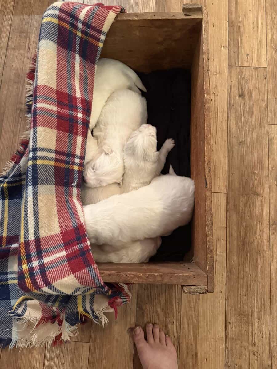 Beautiful Great Pyrenees Puppies for sale image 3