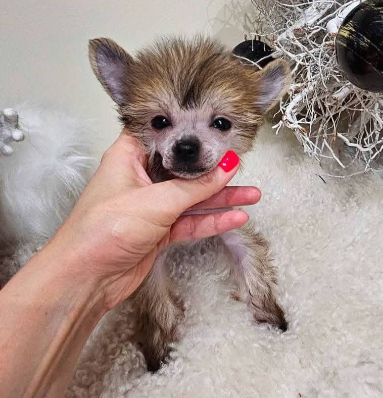 Chinese Crested image 2
