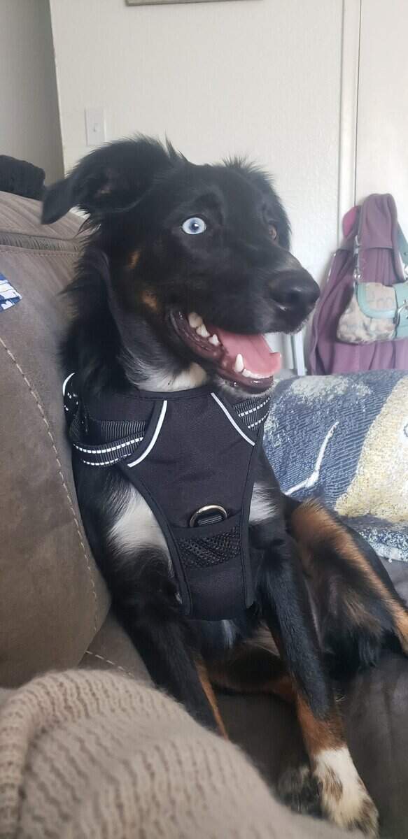 2 year old Female Australian Shepherd image 5