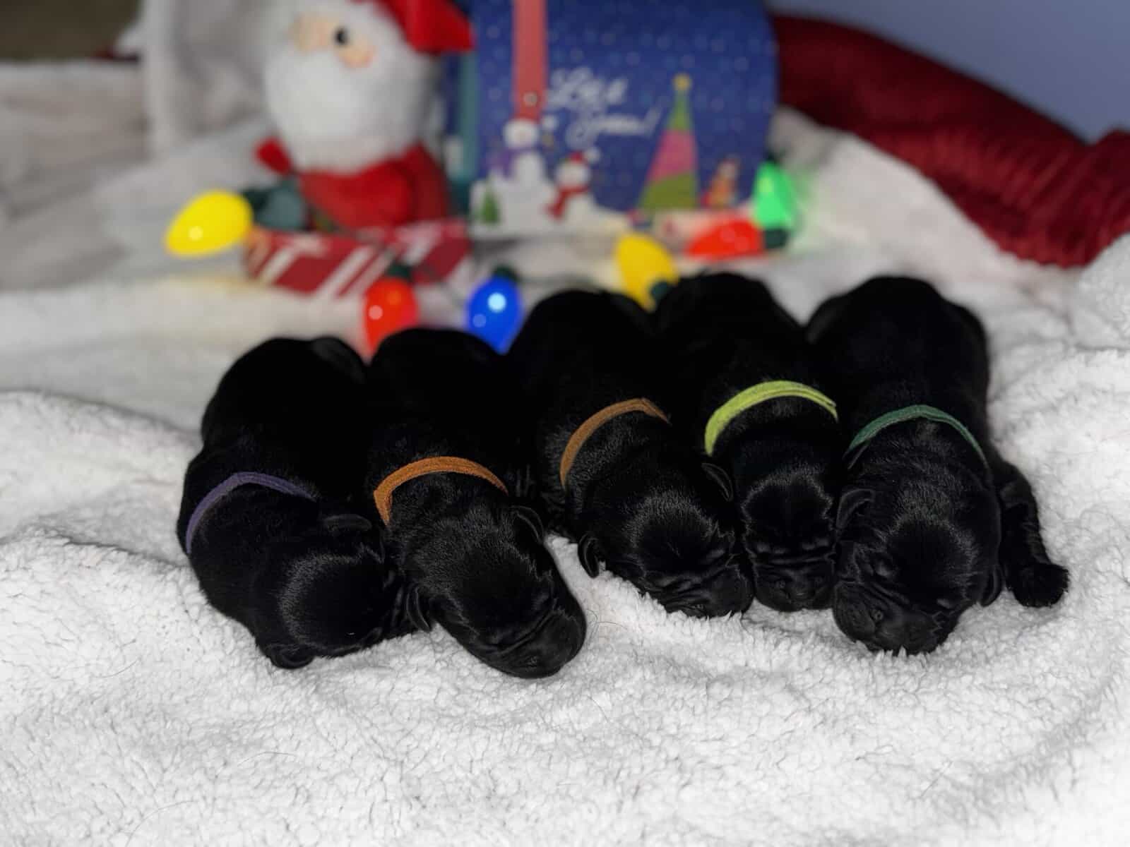 Akc Champion Bloodline Labrador Retrievers image 24