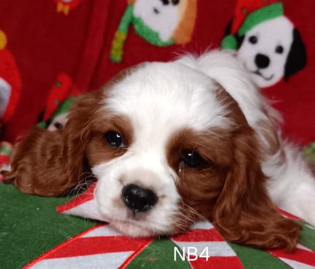 AKC Cavalier Puppies image 12