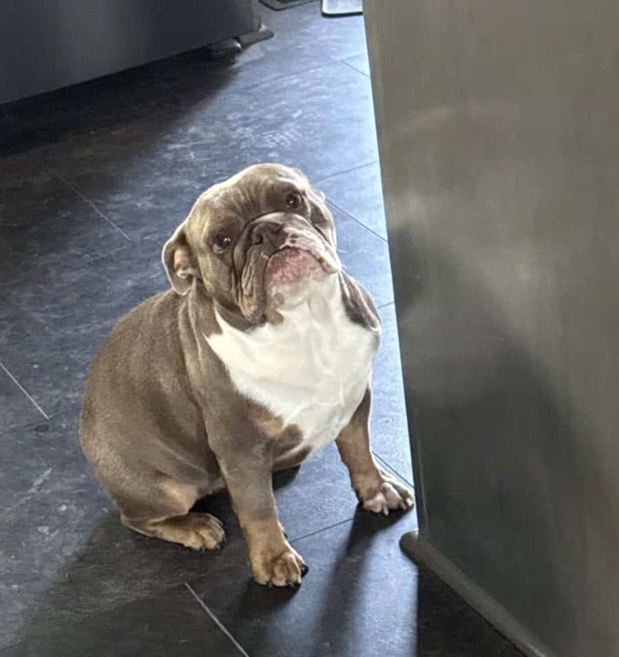 English Bulldog - Female - 2.5 yrs Old image 1