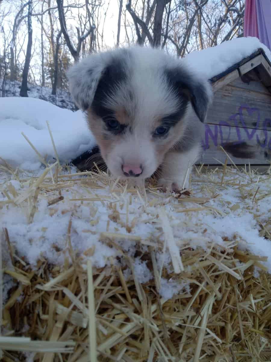 Corgi puppy for Christmas image 3