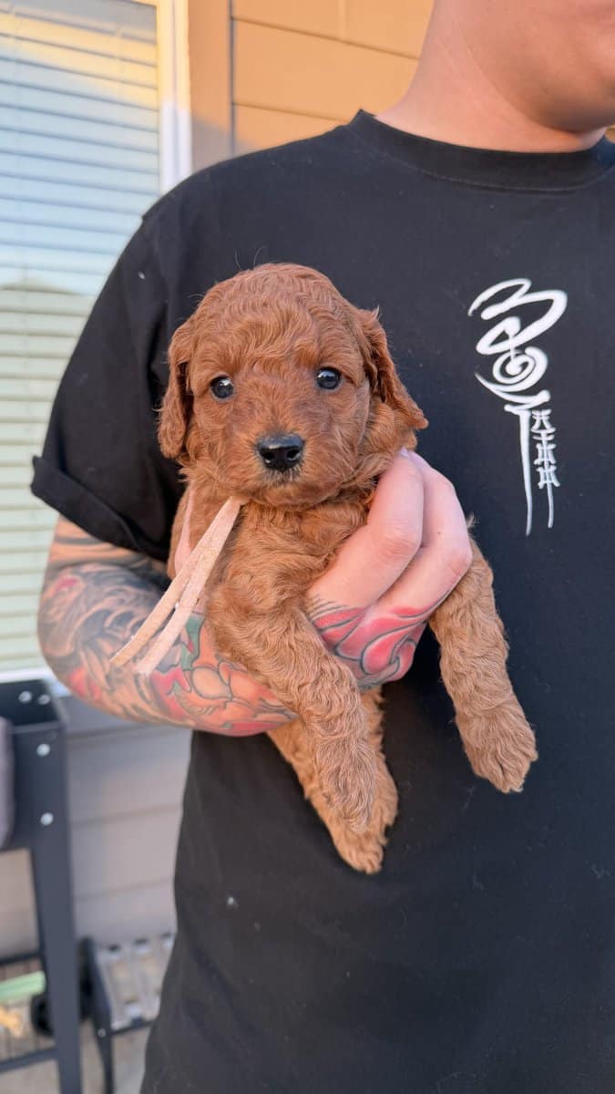Micro mini goldendoodles 🤎 image 4