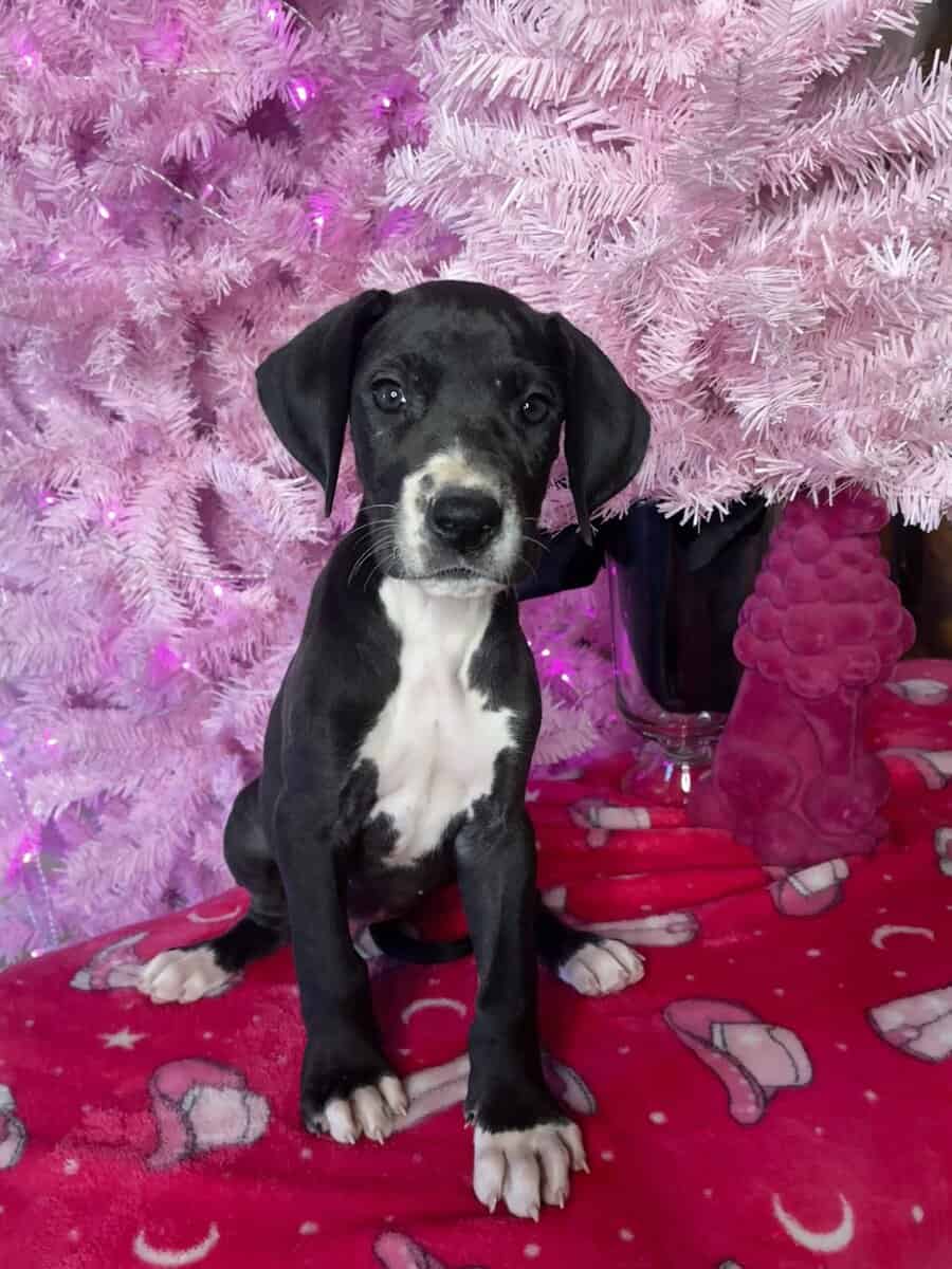 Great Dane Female image 1