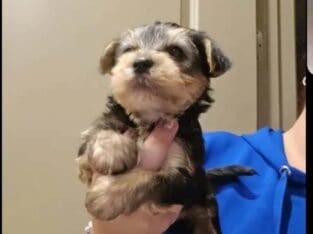 Little yorkie male