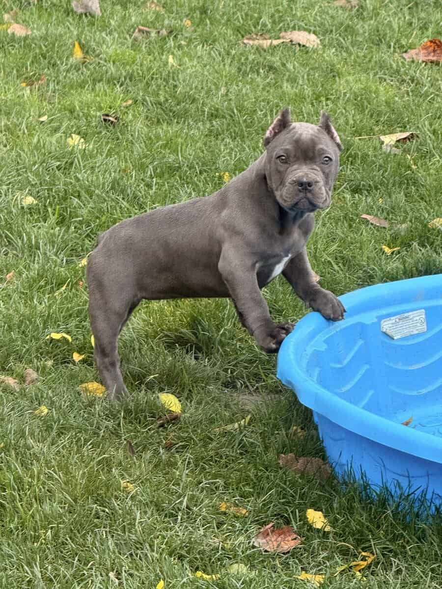 Exotic hybrid bully puppies image 1
