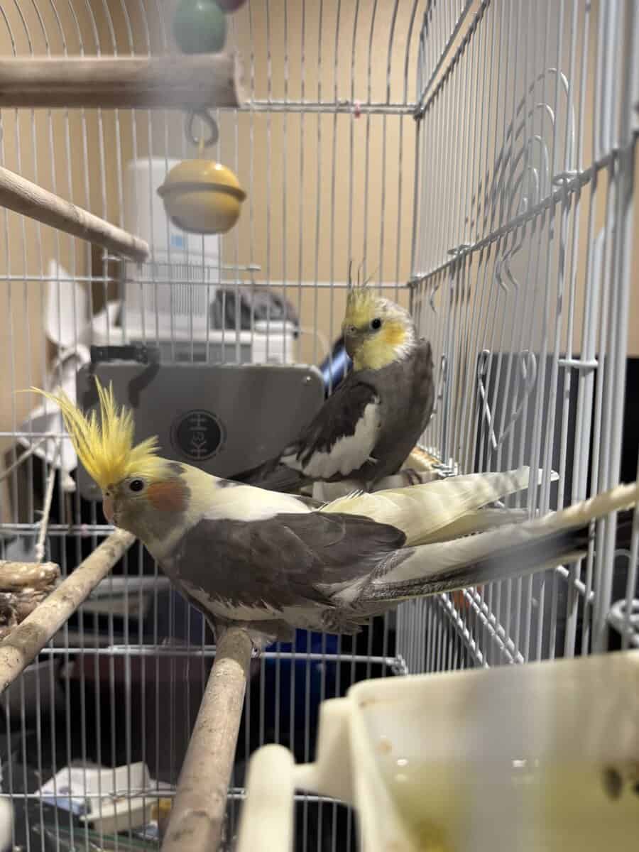Male and Female Cockatiel for Sale image 1