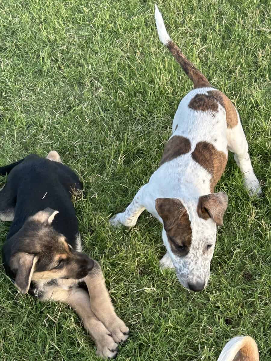 LOST PUPPY image 3