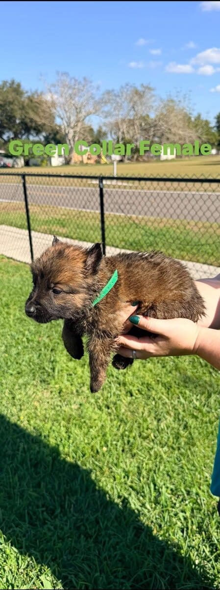 Belgian Malinois pups image 8