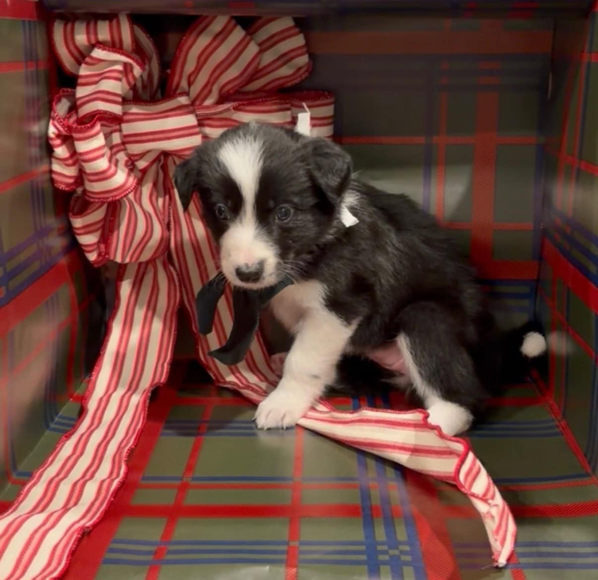 AKC BORDER COLLIES image 3