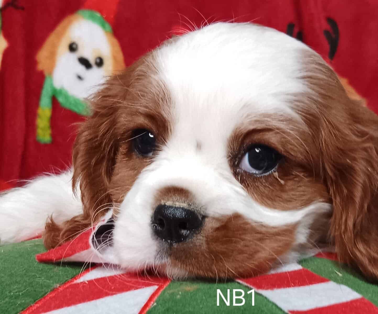 AKC Cavalier Puppies image 14