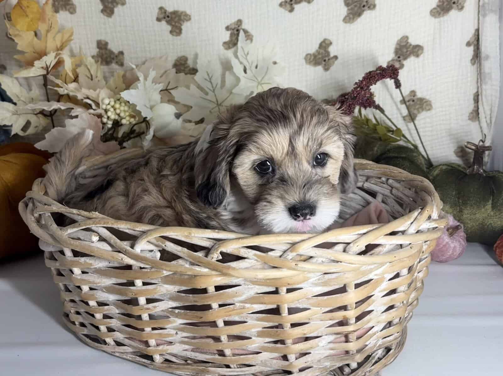 Mini Doodle puppies are looking for homes! image 3