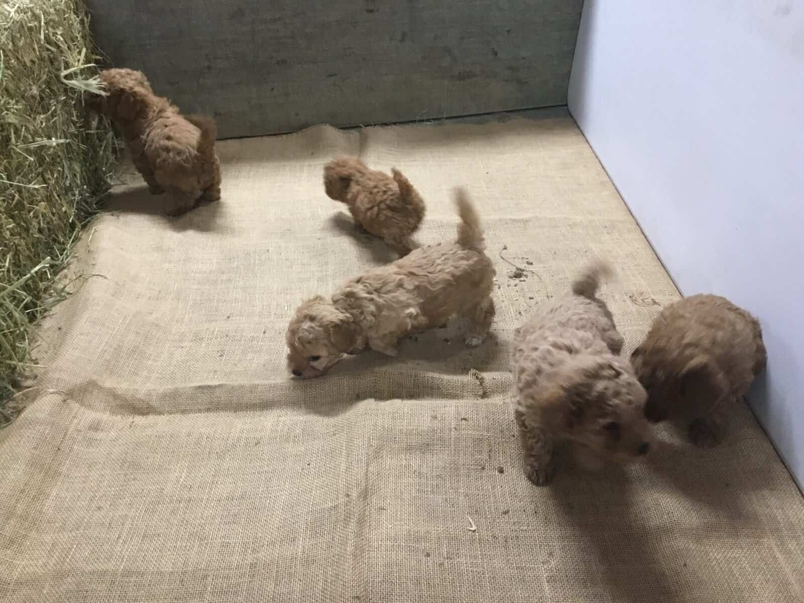 Big Pol puppies for sale image 2