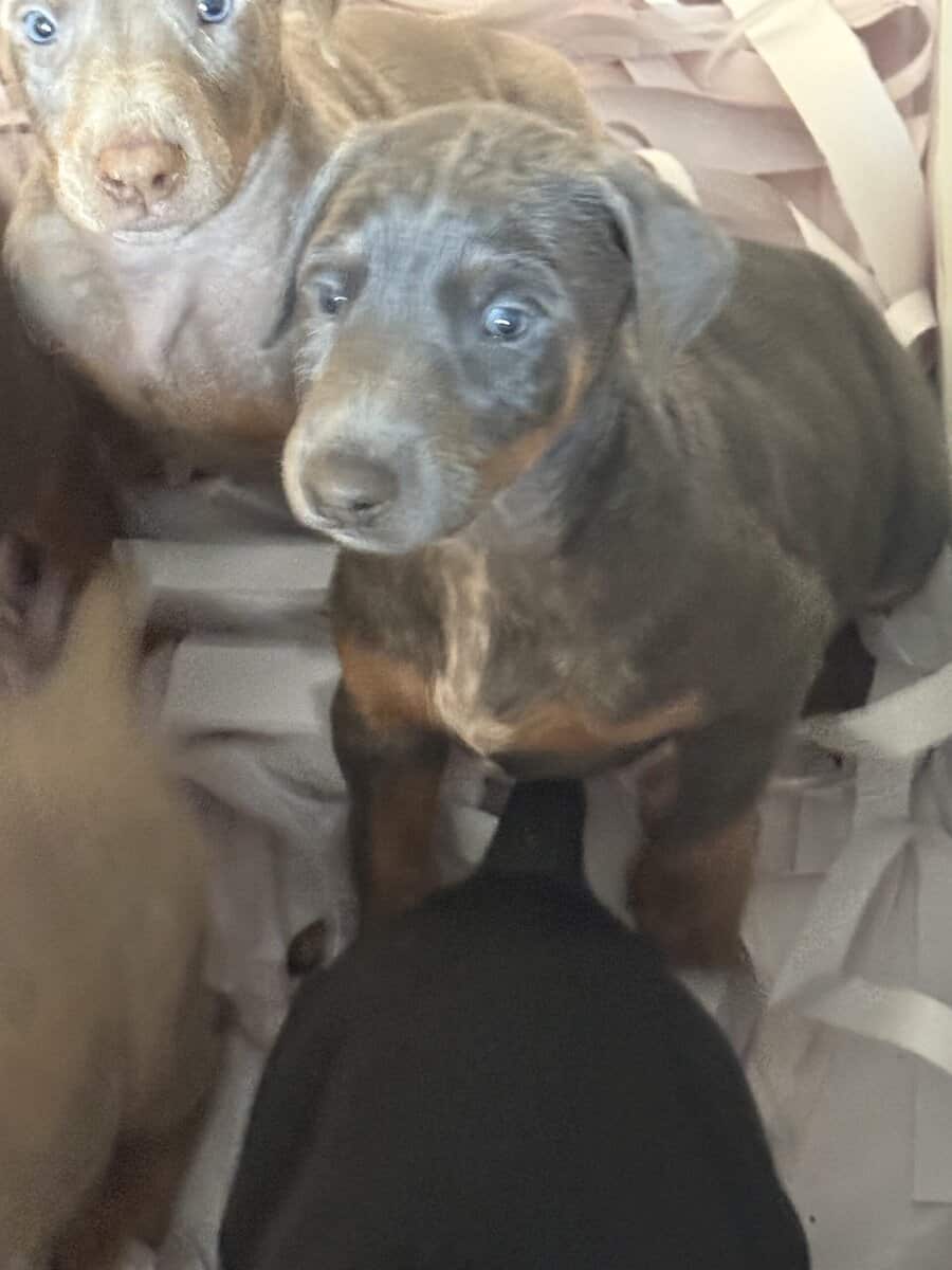 Doberman puppies image 1
